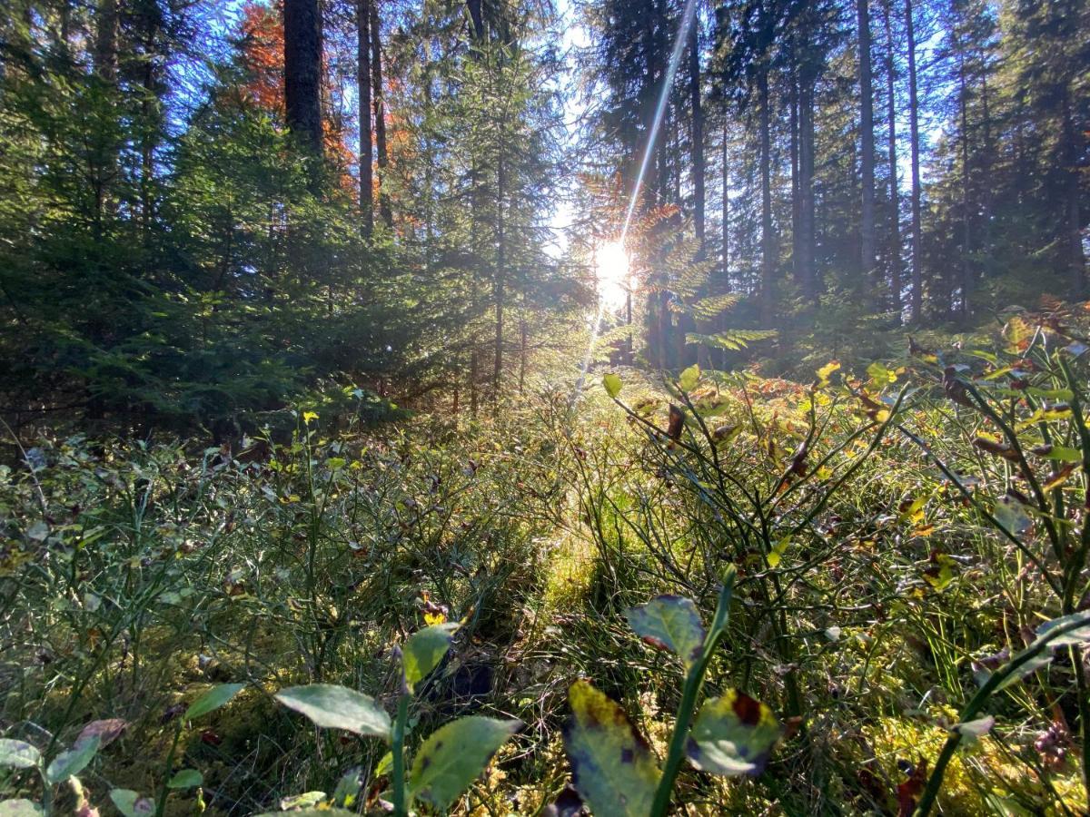 Ferienwohnung Waldblick Wilhelmsdorf Exteriér fotografie