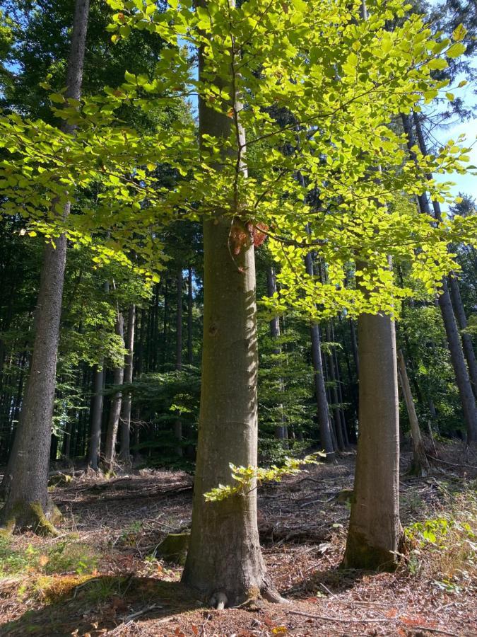 Ferienwohnung Waldblick Wilhelmsdorf Exteriér fotografie